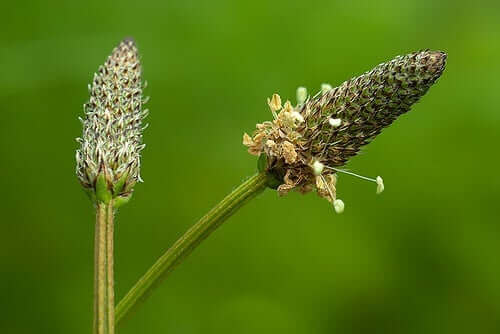 Vejbred blomstrer
