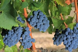 Grenache-druen: Karakteristika og egenskaber
