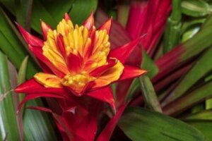 Hvordan man kan dyrke bromelia: Pleje og anbefalinger