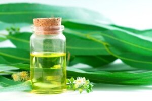5 naturlige midler med eukalyptus, som du bør kende til