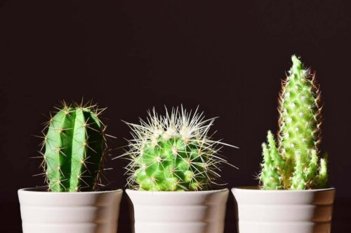 Tre forskellige kaktusser