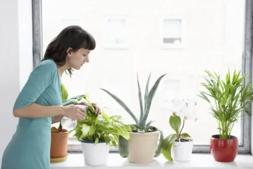 Kvinde passer indendørs planter