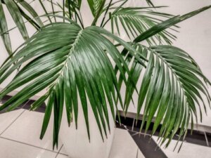 Kentiapalmen: En stor og elegant stueplante