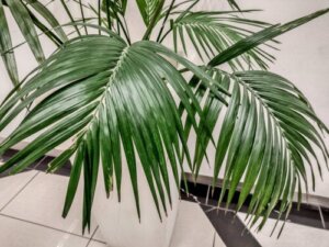 Kentiapalmen: En stor og elegant stueplante