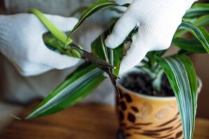 Lykkeplanten: Karakteristika og pleje