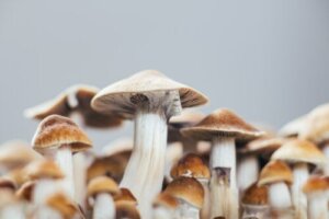 Psilocybin mod depression: Hvad er dets virkninger?