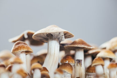 Psilocybin mod depression: Hvad er dets virkninger?