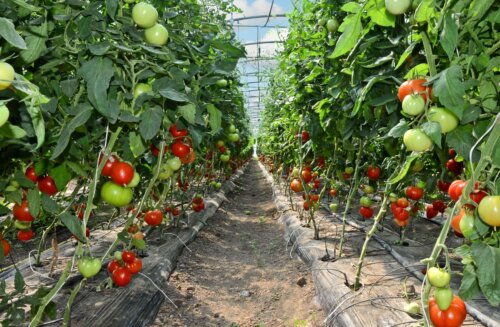 Tomatplanter passes med system med vanding med kapillærkasser