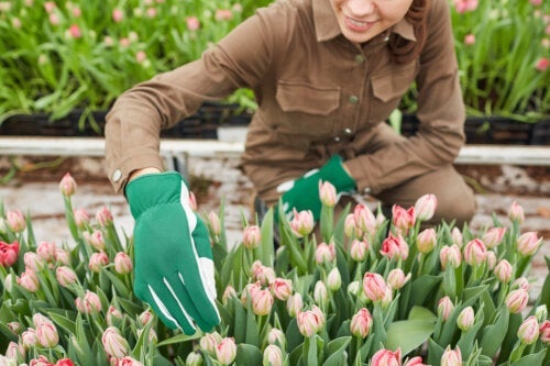 Sådan kan du plante og pleje tulipaner