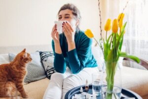 15 stueplanter, der forværrer allergi