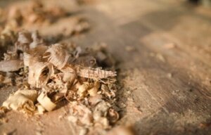 8 praktiske anvendelser af savsmuld i hjemmet