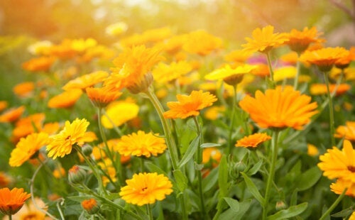 10 planter med orange blomster og deres pleje