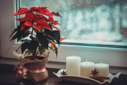 Sådan kan du inkludere planter i juledekorationer