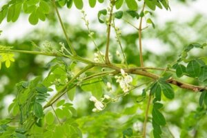 En komplet guide til plantning af moringa i hjemmet