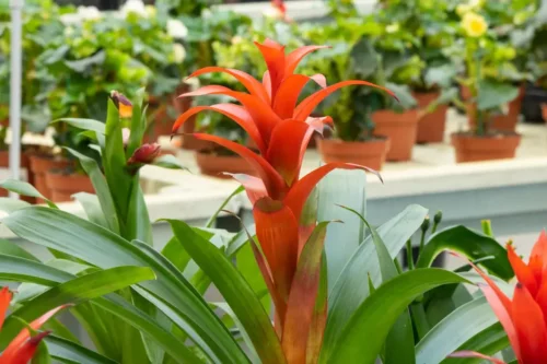 Guzmania er eksempel på planter med orange blomster