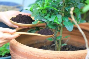 Humus: Egenskaber og fordele for planter