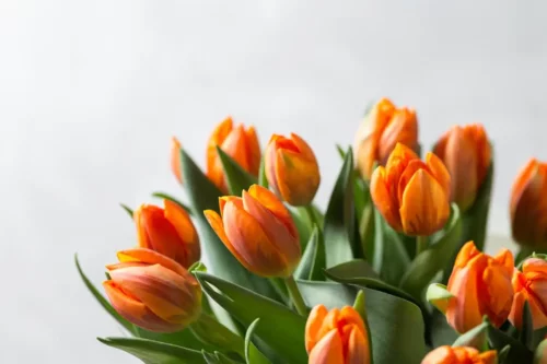 Orange tulipaner