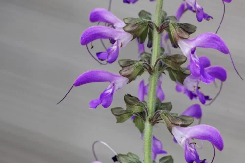 Salvieblomsten er lilla og er et eksempel på kosmetiske planter
