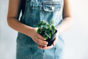 Se disse 10 små planter med flotte blade