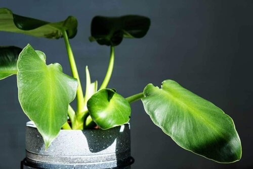 Plante med store blade