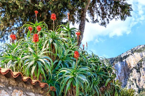 Aloe Arborescens