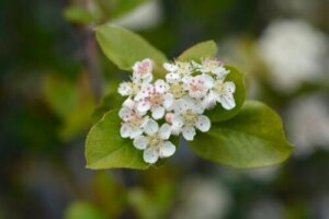 8 prydplanter, der vokser i lerjord