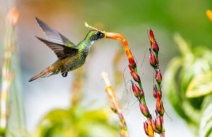 Sådan får du en pollineringsvenlig have