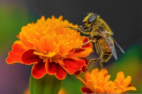 Bi på blomst i en pollineringsvenlig have