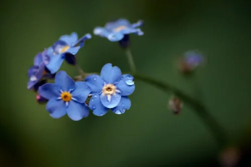 Små blå blomster