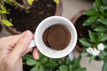 Sådan bruger du malet kaffe på planter