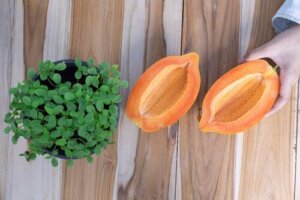 Sådan kan du dyrke papaya derhjemme på under et år