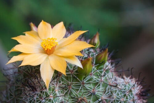 6 praktiske tips til at få kaktusser til at blomstre