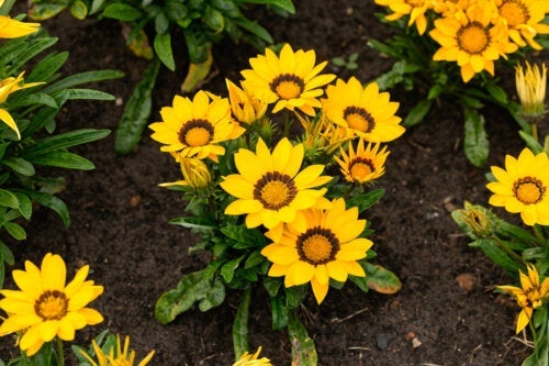 Lær at passe påfugleblomster, så de blomstrer længere