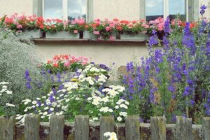 10 høje blomstrende planter til en mere lodret have