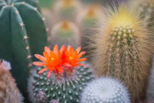 Kaktus med blomster får os til at spørge, hvordan vi kan få kaktusser til at blomstre