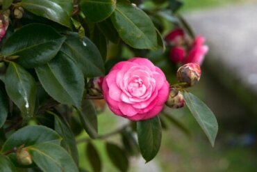 7 rosenlignende blomster til din have
