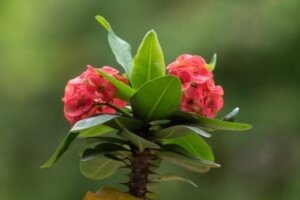 Tips til at holde din kristi tornekrone blomstrende hele året rundt