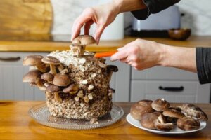 En guide for begyndere til dyrkning af spiselige svampe
