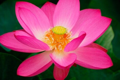 Sådan kan du dyrke en lotusblomst i et akvarium