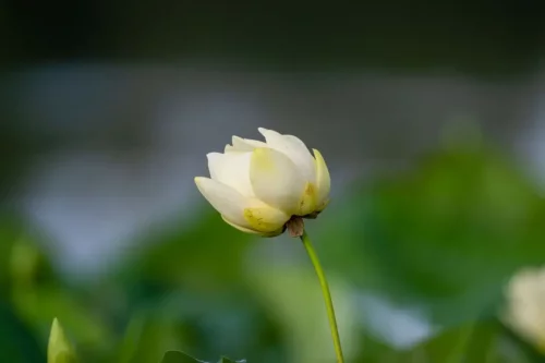 Hvid lotusblomst