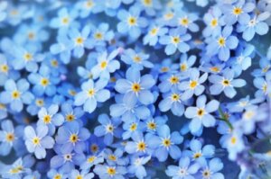 De bedste tips til at holde din forglemmigej-plante blomstrende