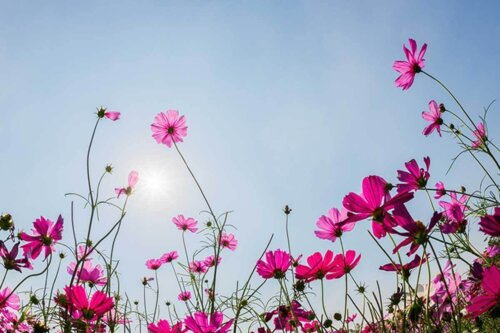 Pink blomster foran blå himmel