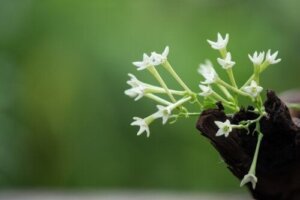 Pas på planten nattens dame for at forbedre dens duft