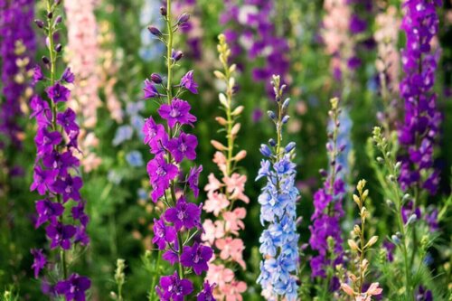 Ridderspore er et smukt eksempel på høje blomstrende planter