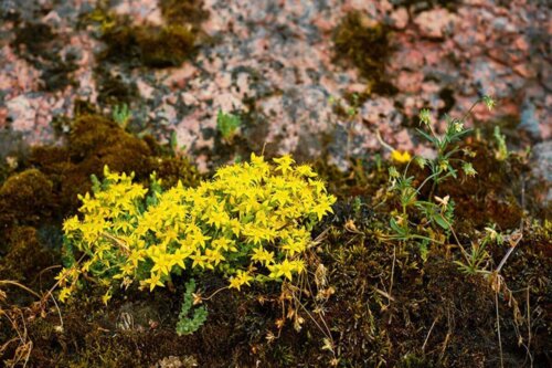 Sukkulenter med gule blomster