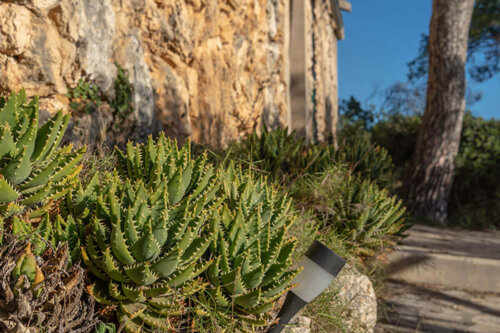 Aloe brevifolia