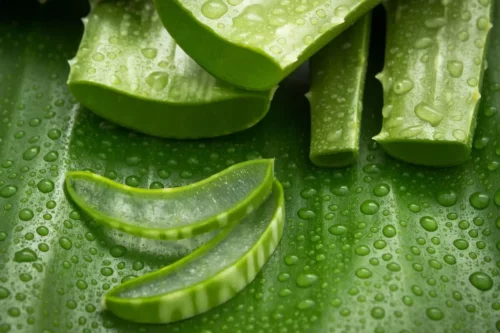 Aloe vera kan bruges i hjemmemidler mod akne