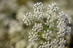 Anisplanten: Dyrkning og pleje