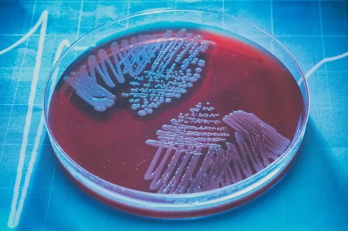 Bakterier analyseres