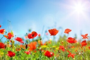 10 sol- og tørketålende planter